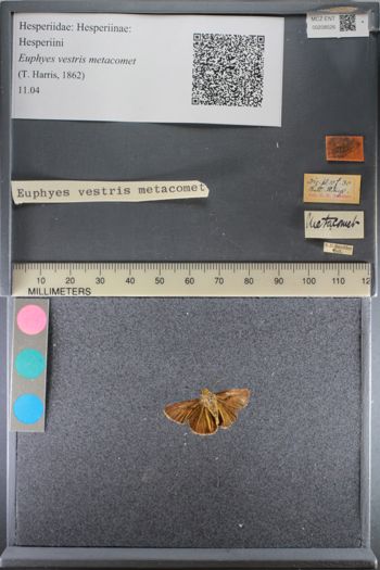 Media type: image;   Entomology 208526